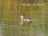 Blauwvleugeltaling [Spatula discors]